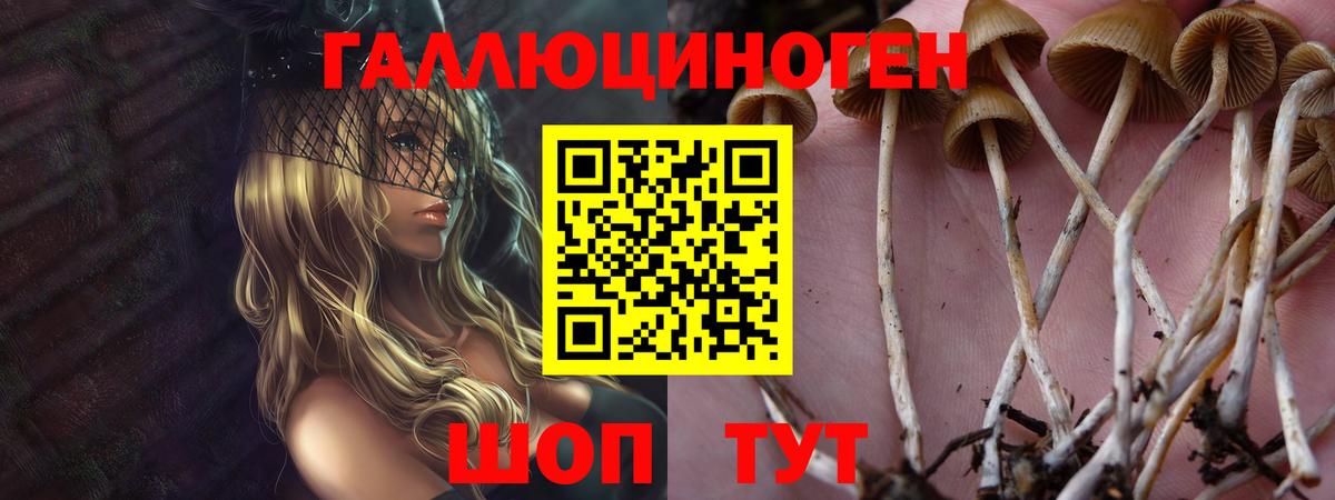Псилоцибиновые грибы GOLDEN TEACHER Владикавказ